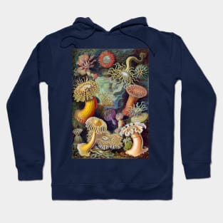 Sea Anemones by Ernst Haeckel Hoodie